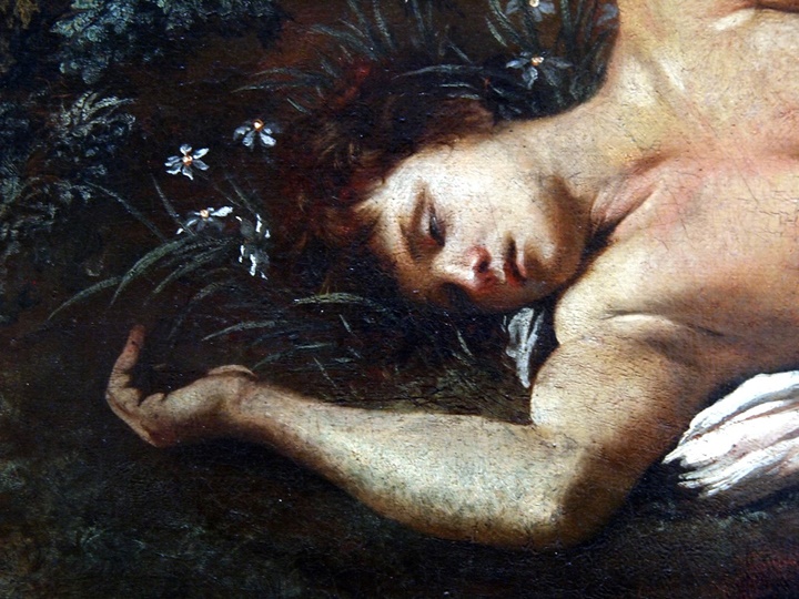 Narcissus